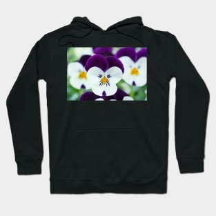 Viola  Rocky White with Purple Wings  Rocky series Hoodie